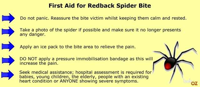 Image result for spider sting treatment pic