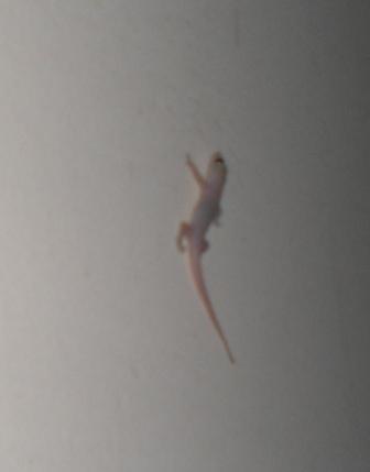 Adult Gecko in the Garage