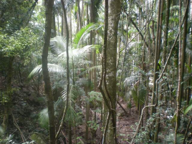 In the rainforest