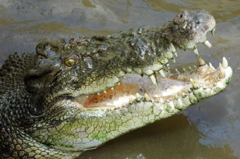 Darwin salt croc