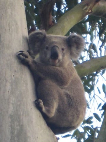 koala stare