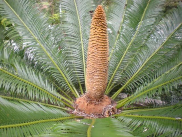 Male cycad cone