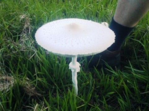 Mushroom - side view