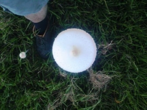 Mushroom - top