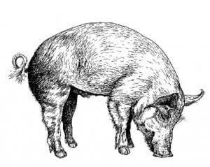 Feral pig