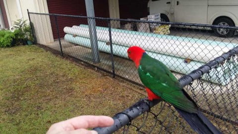 King parrot gets closer