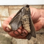 Huge Moths, Known As the ‘Rain Moth ‘, in South Australia thumbnail