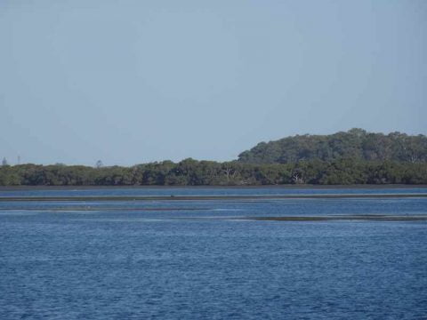 mangroves (5)